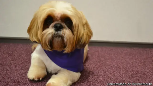 Jack, o cão terapeuta (Foto: Universidadebet com bônus de cadastroBournemouth)