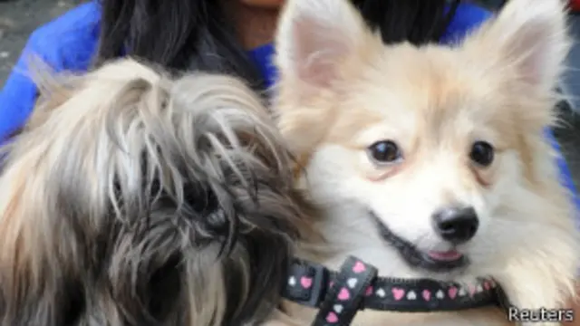 دبئی میں پالتو جانور رکھنے کے رجحان میں اضافہ دیکھنے میں آیا ہے