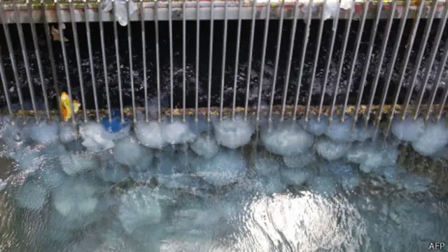 Medusas en un conducto de agua