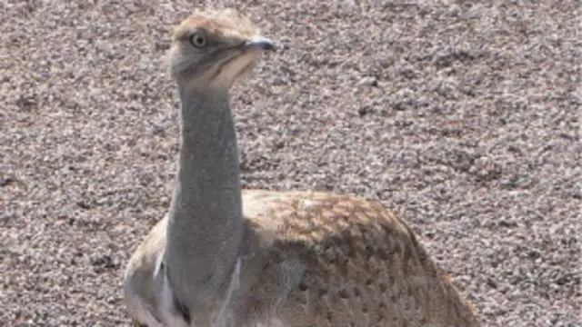 پاکستان میں بھی وفاقی حکومت کی طرف سے خلیجی ممالک سے تعلق رکھنے والے بااثر افراد کو مرغابی کے شکار کی اجازت دی جاتی ہے