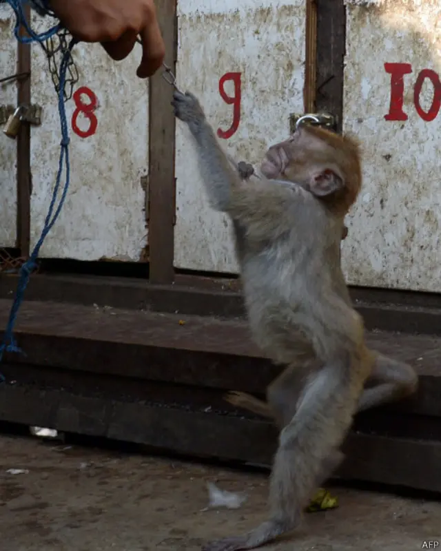 Monyet. Foto: Adek Berry/AFP