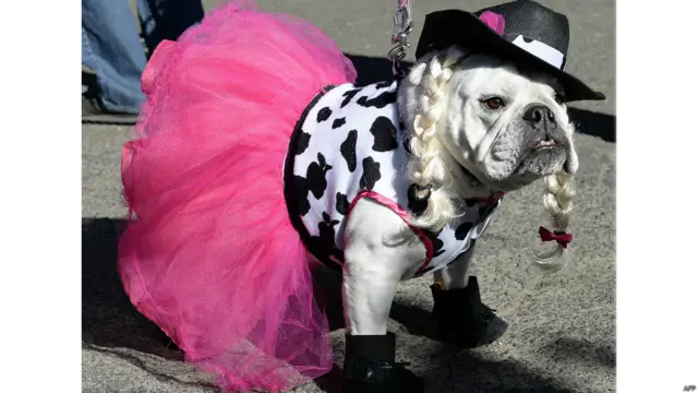 हैलोवीन डॉग परेड,न्यूयॉर्क