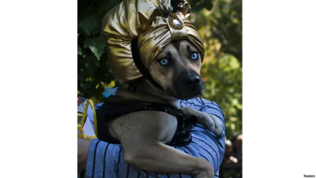 हैलोवीन डॉग परेड,न्यूयॉर्क