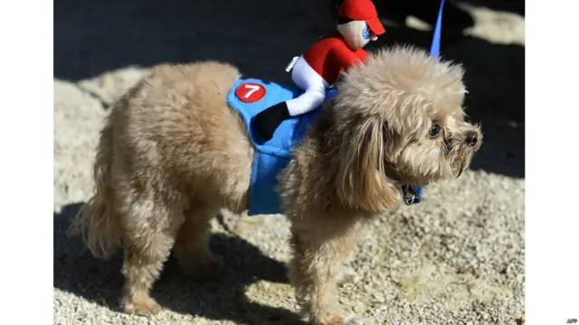 हैलोवीन डॉग परेड,न्यूयॉर्क