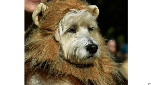 हैलोवीन डॉग परेड,न्यूयॉर्क