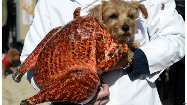 हैलोवीन डॉग परेड,न्यूयॉर्क