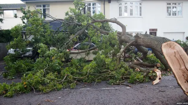 Поваленное дерево перед домом