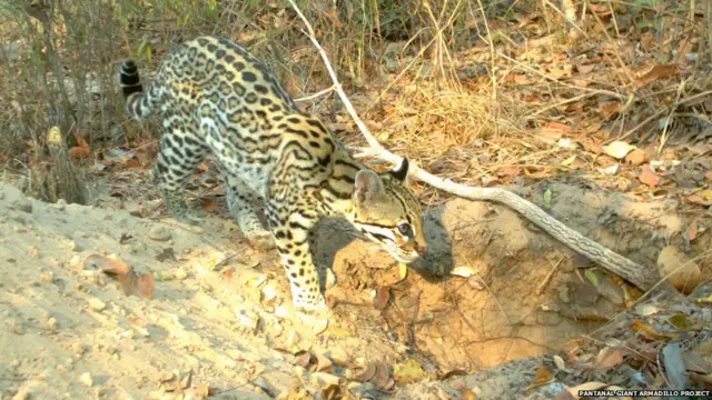 Для кого гигантские броненосцы роют норы?