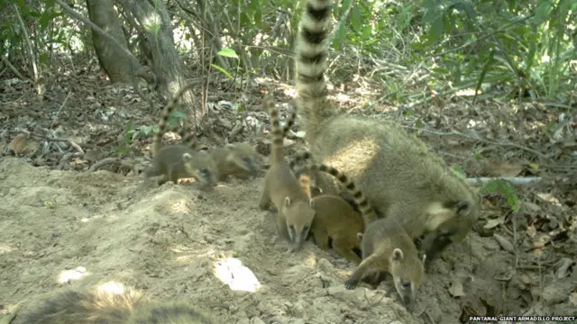 Для кого гигантские броненосцы роют норы?