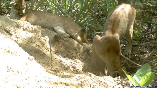 Для кого гигантские броненосцы роют норы?