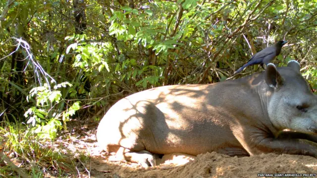 Для кого гигантские броненосцы роют норы?