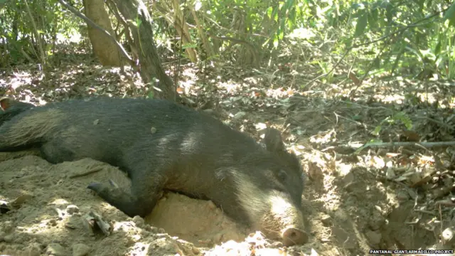 Для кого гигантские броненосцы роют норы?