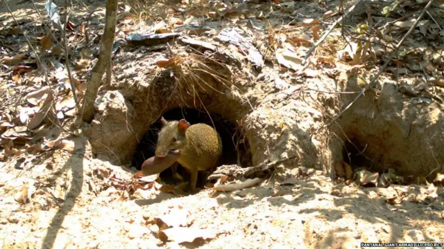 Для кого гигантские броненосцы роют норы?