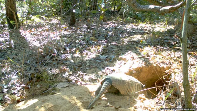 Для кого гигантские броненосцы роют норы?