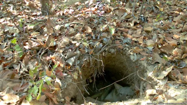 Для кого гигантские броненосцы роют норы?