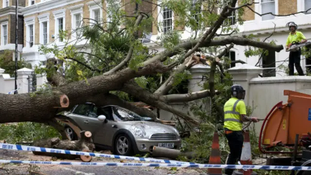 تسبب سقوط الأشجار في خسائر بشرية ومادية