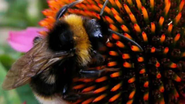 Abeja