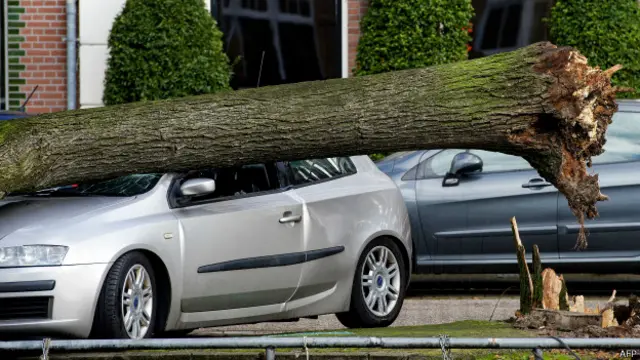 नीदरलैंड्स, कार, पेड़