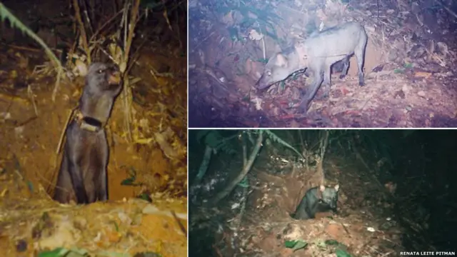 Для кого гигантские броненосцы роют норы?