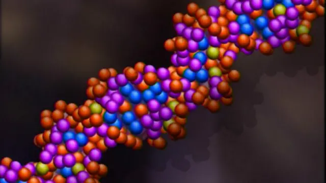 ДНК человека