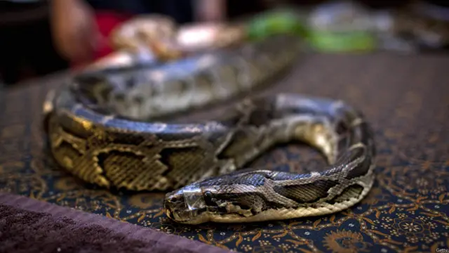 जकार्ता, सांपों से मालिश