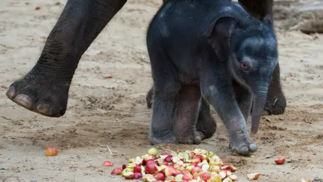 जर्मन शहर हनोवर के चिड़ियाघर में ये है एक हाथी का बच्चा जो सिर्फ़ दो दिन का है.
