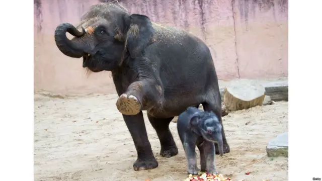 हाथियों का पसंदीदा खाना गन्ना माना जाता हैं लेकिन इन जनाब को सेब खाने के लिए दिए गए हैं