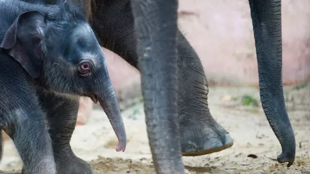 इन नन्हे उस्ताद को देखने के लिए चिड़ियाघर में बहुत से लोग आ रहे हैं