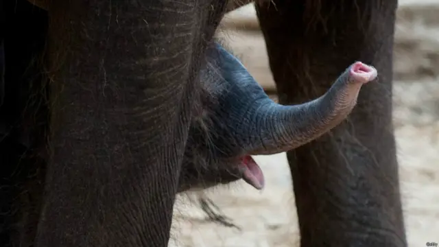 हाथी मूल रूप से अफ़्रीक़ा और एशिया में पाया जाने वाला जानवर है, लेकिन अब उन्हें दुनिया भर के चिड़ियाघरों में भी देखा जा सकता है.