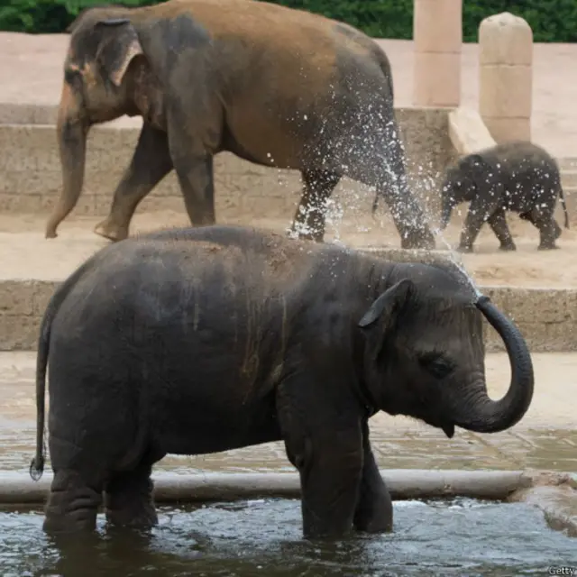 यूं तो हाथी जंगलों, रेगिस्तानों और दलदली इलाक़ों में पाए जाते हैं, लेकिन आम तौर पर वो पानी के क़रीब रहना पसंद करते हैं.