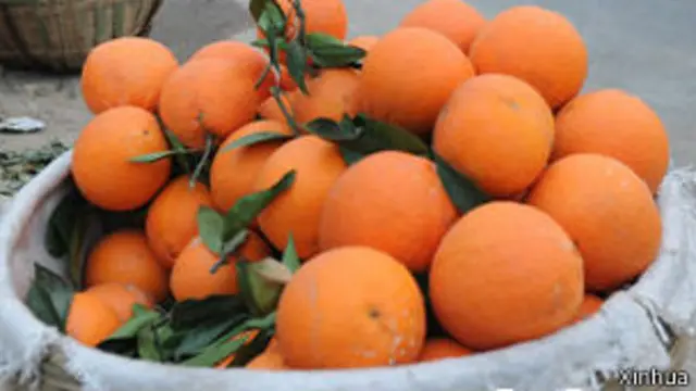 10月15日，是贛南臍橙協會規定的贛南臍橙最早的採摘時間。