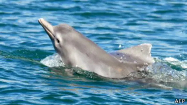 கூன்முதுகு கொண்ட புதியவகை டால்பின்