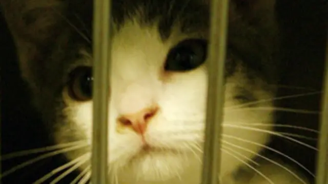 وضع القطط في فضاء محصور يعرضها للارهاق