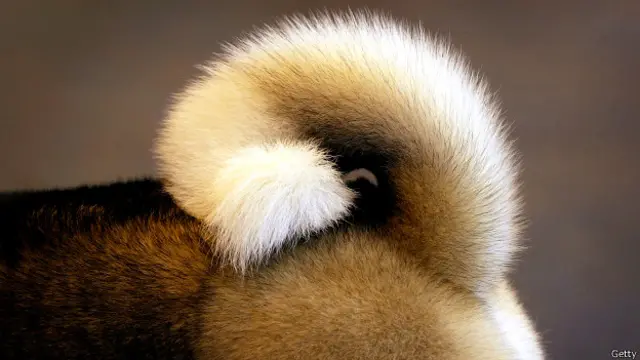 Собачий хвіст