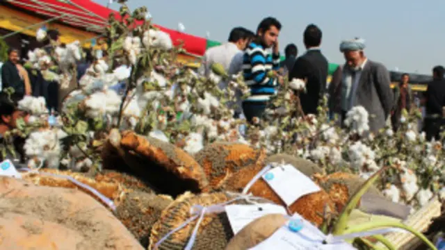 ذرت و تخم آفتاب گردان