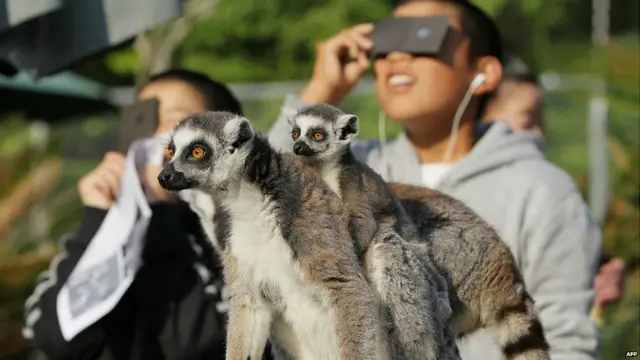 يبدو أن الأطفال والحيوانات في مركز اليابان للقردة في مدينة اينوياما استمتعوا بالكسوف على حد سواء.