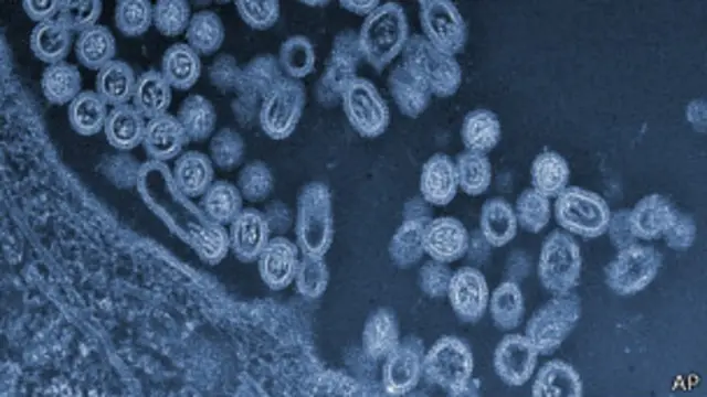 فيروسات أخرى