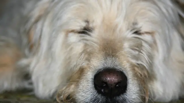 Cachorro dormindo. Foto: BBC