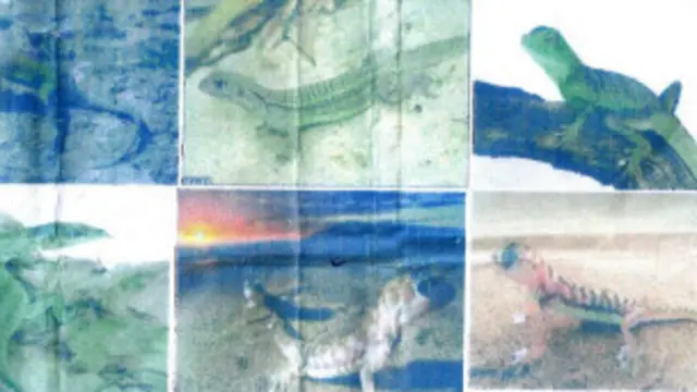 این عکس‌ها را اداره حفاظت از محیط زیست افغانستان به بی بی سی فرستاده