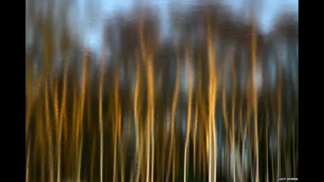 सनौबर के पेड़