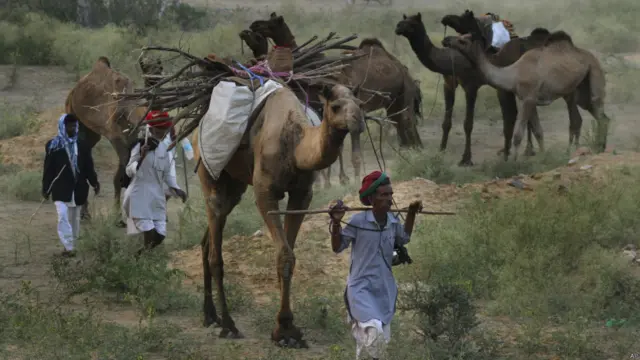 पुष्कर मेला