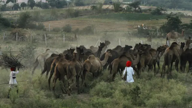 पुष्कर मेला