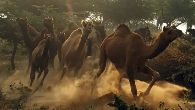 पुष्कर मेला