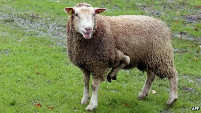 пятиногая овца