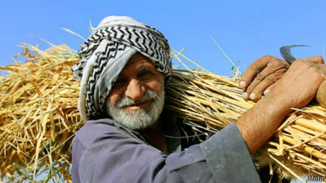 براساس آمار رسمی بیش از ۴۱ درصد از زمین‌های کشاورزی در استان خوزستان زیر کشت نیشکر است