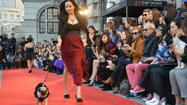 इस फैशन शो में हिस्सा लेनेवाली मॉडल्स खासतौर पर अपने पग्स (कुत्तों की एक नस्ल) के साथ रैंप पर उतरीं. तस्वीर में नज़र आ रही मॉडल समंथा चैन अपने पग चब्बी के साथ कैटवॉक में हिस्सा लेती हुई. 