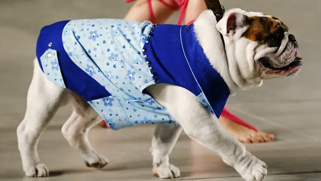 इस बुल डॉग ने कुछ हफ्ते पहले ब्यूनस आयर्स में हुए फैशन शो में प्रशंसकों का ध्यान आकर्षित किया था. 