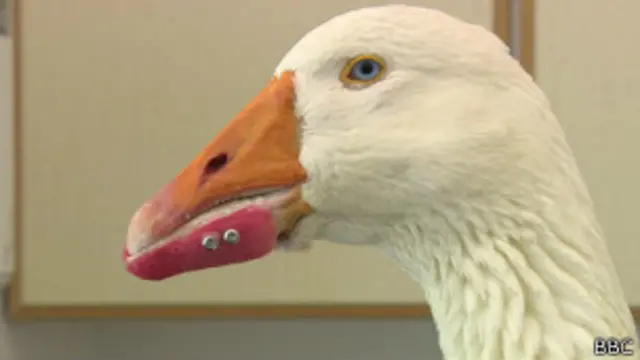 Pássaro tem respondido bem à inovação