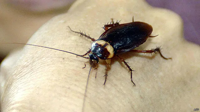 Як таргани можуть рятувати життя