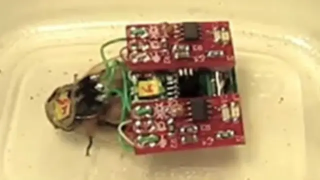 سوسک با کوله‌پشتی‌اش